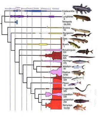 moderní ryby - staré Úhoř říční Anquilla anquilla arowana Řád:Anquilliformes-holobřiší Čeleď:Anquillidae-úhořovití sleď úhoř 4. skleněný úhoř 3.leptocefalus 2. vajíčka 5. žlutý úhoř 1.Tření 6.