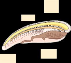 2013 přednáška ze zoologie Hemichordata Chordata Echinodermata prapředek všech obratlovců Deuterostomia Chordata strunatci nervový pruh Všichni