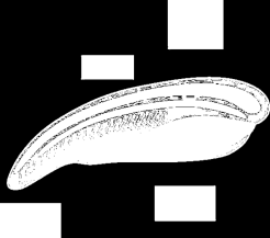 Hemichordata polostrunatci Hemichordata Deuterostomia Chordata Echinodermata do 30 cm dno moří gonochoristé ryjí na dně, či přisedlé kolonie hltan
