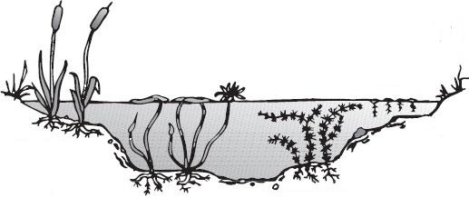 Pracovní list: Vodní a bahenní rostliny - podzim Jméno: S využitím expozice vodních a bahenních rostlin vyřešte následující úlohy: 1) Kategorie vodních rostlin Vodní rostliny (hydrofyty) lze podle