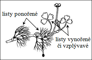 7) Tělní stavba a) V důsledku života pod vodou / na vodě došlo u vodních rostlin k mnoha anatomickým a morfologickým adaptacím, které často nejsou na první pohled vidět.