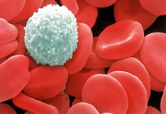 Imunohematologie a vyšetřovací metody v imunohematologii