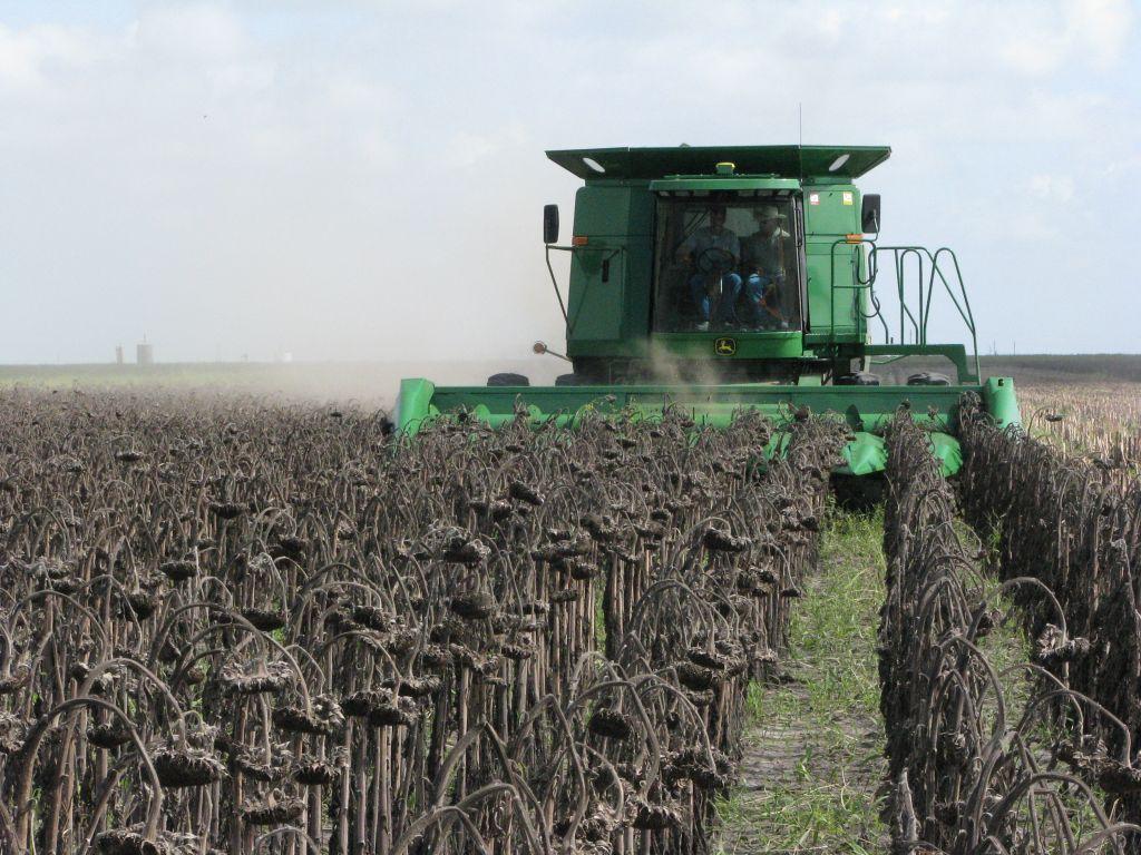 SLUNEČNICE Výnosy SLUNEČNICE s technologií Strip-Till jsou od1t až do 3,1t/ha v oblastech se srážkami okolo 250 až 400mm za rok.