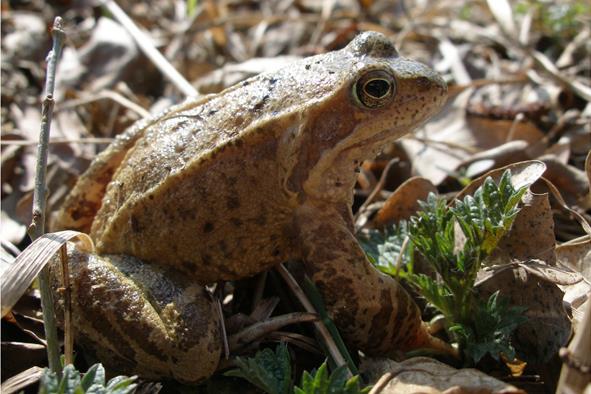 58 strunatci Chordata: obratlovci Vertebrata obojživelníci Amphibia žáby (Anura) skokan hnědý