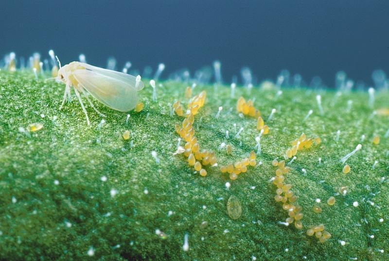 Molice (Aleyrodoidea) drobné, 1-3 mm dlouhé