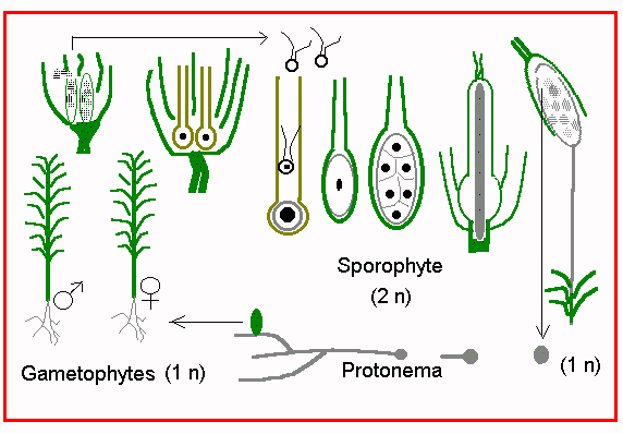 Životní cyklus mechorostů heteromorfická (heterofázická) rodozměna gametofyt haploidní, fotoautotrofní; meiospora protonema gametofor gametangia ( archegonia, antheridia)