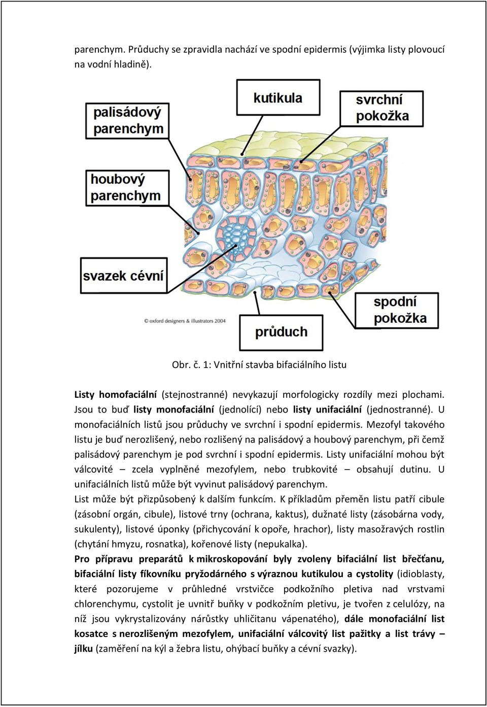 U monofaciálních listů jsou průduchy ve svrchní i spodní epidermis.