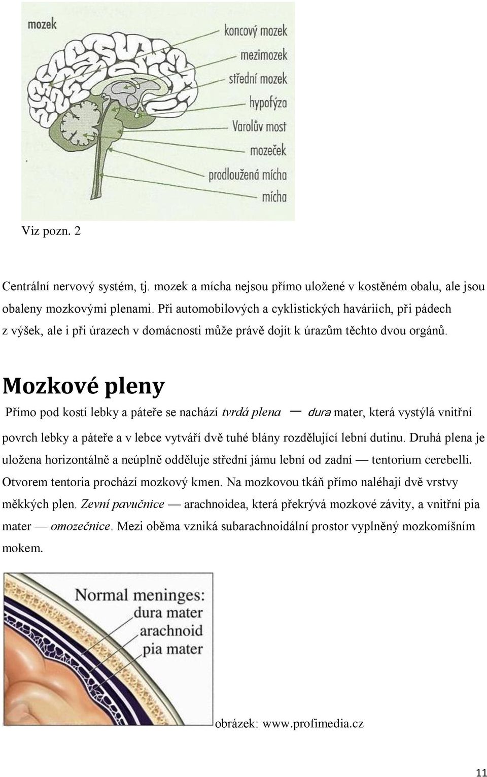 Mozkové pleny Přímo pod kostí lebky a páteře se nachází tvrdá plena dura mater, která vystýlá vnitřní povrch lebky a páteře a v lebce vytváří dvě tuhé blány rozdělující lební dutinu.