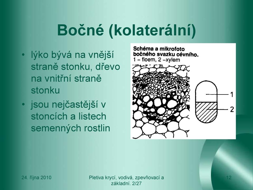 vnitřní straně stonku jsou