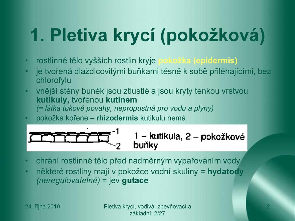 kutinem (= látka tukové povahy, nepropustná pro vodu a plyny) pokožka kořene rhizodermis kutikulu nemá chrání rostlinné