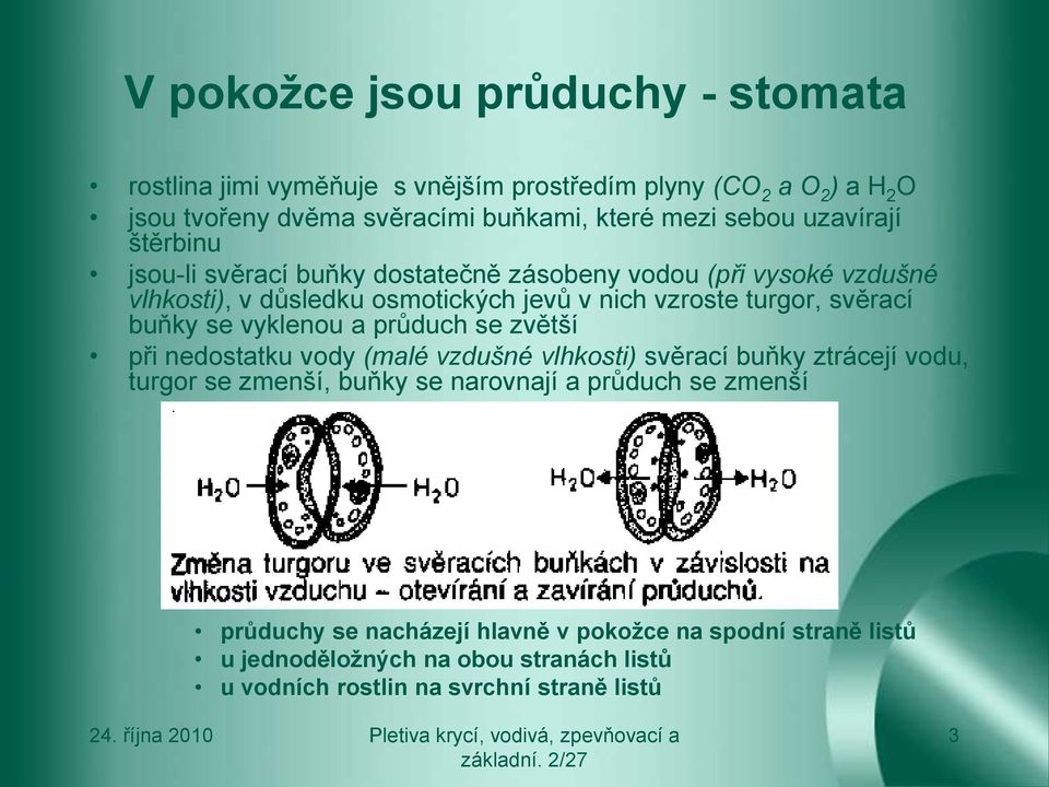 svěrací buňky se vyklenou a průduch se zvětší při nedostatku vody (malé vzdušné vlhkosti) svěrací buňky ztrácejí vodu, turgor se zmenší, buňky se narovnají a