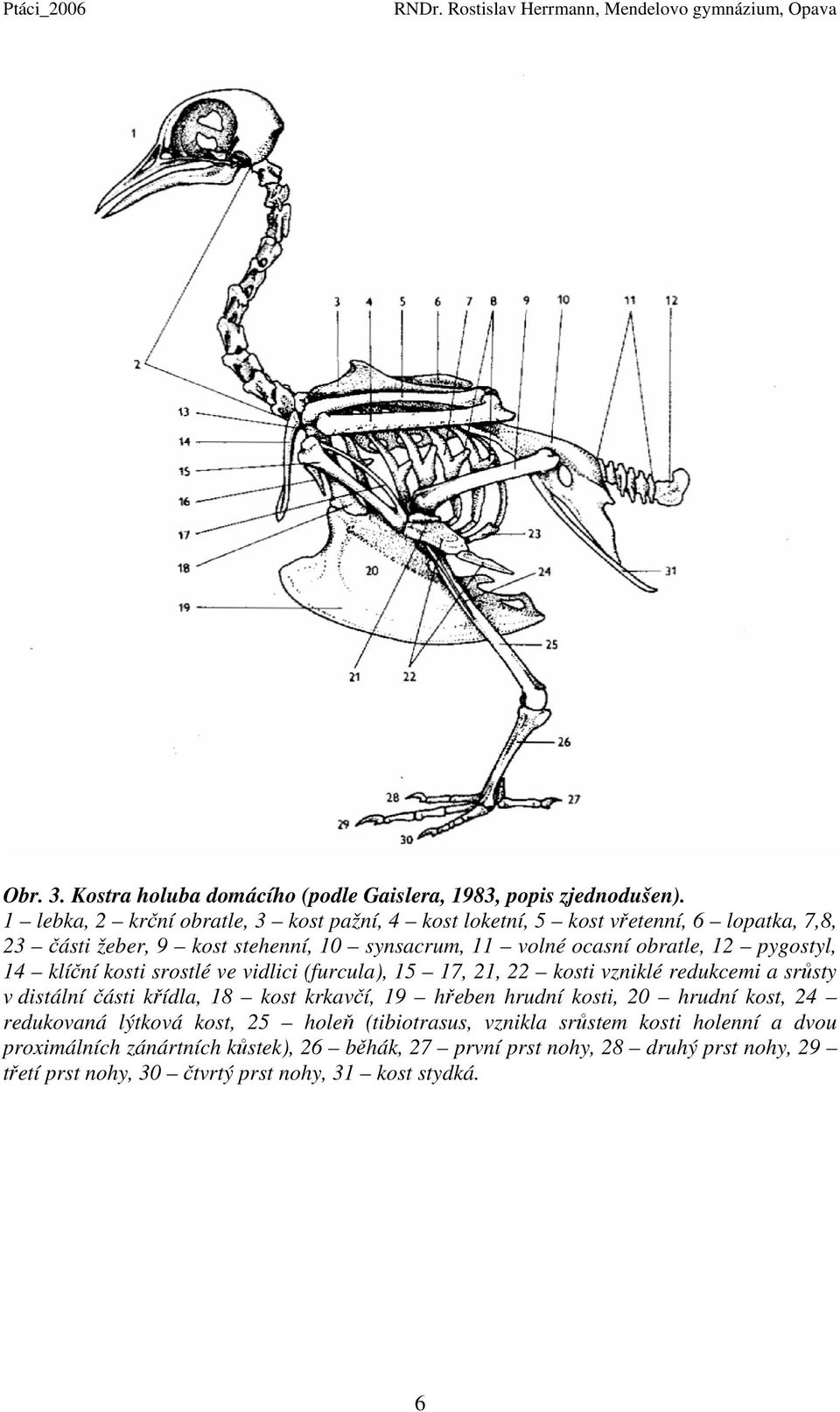 12 pygostyl, 14 klíční kosti srostlé ve vidlici (furcula), 15 17, 21, 22 kosti vzniklé redukcemi a srůsty v distální části křídla, 18 kost krkavčí, 19 hřeben