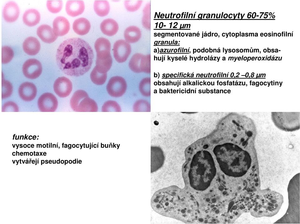 b) specifická neutrofilní 0,2 0,8 µm obsahují alkalickou fosfatázu, fagocytiny a