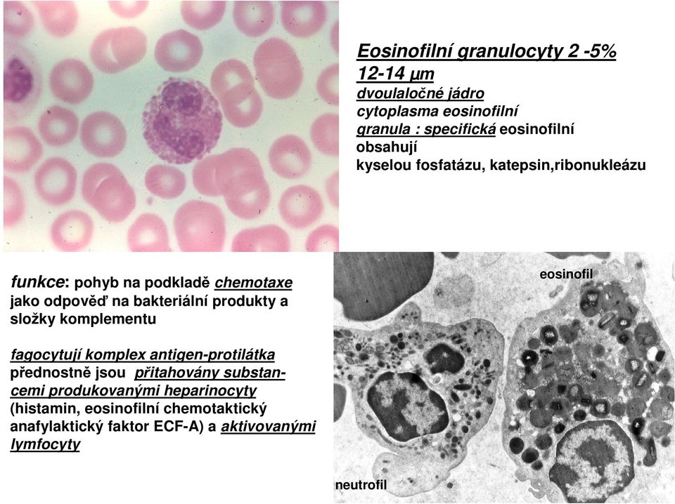 produkty a složky komplementu eosinofil fagocytují komplex antigen-protilátka přednostně jsou přitahovány substancemi