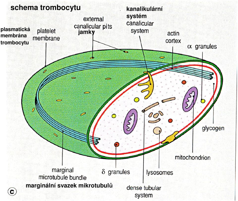 trombocytu jamky