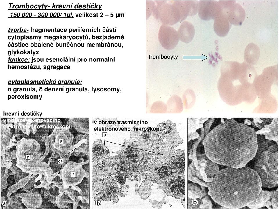 pro normální hemostázu, agregace trombocyty cytoplasmatická granula: α granula, δ denzní granula, lysosomy,