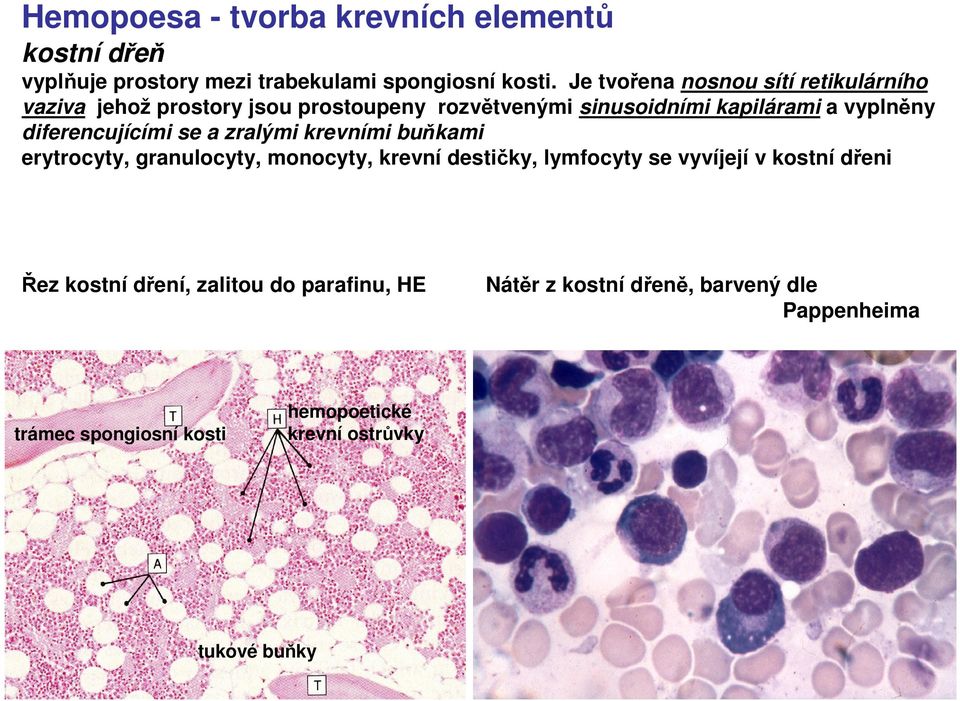 diferencujícími se a zralými krevními buňkami erytrocyty, granulocyty, monocyty, krevní destičky, lymfocyty se vyvíjejí v kostní