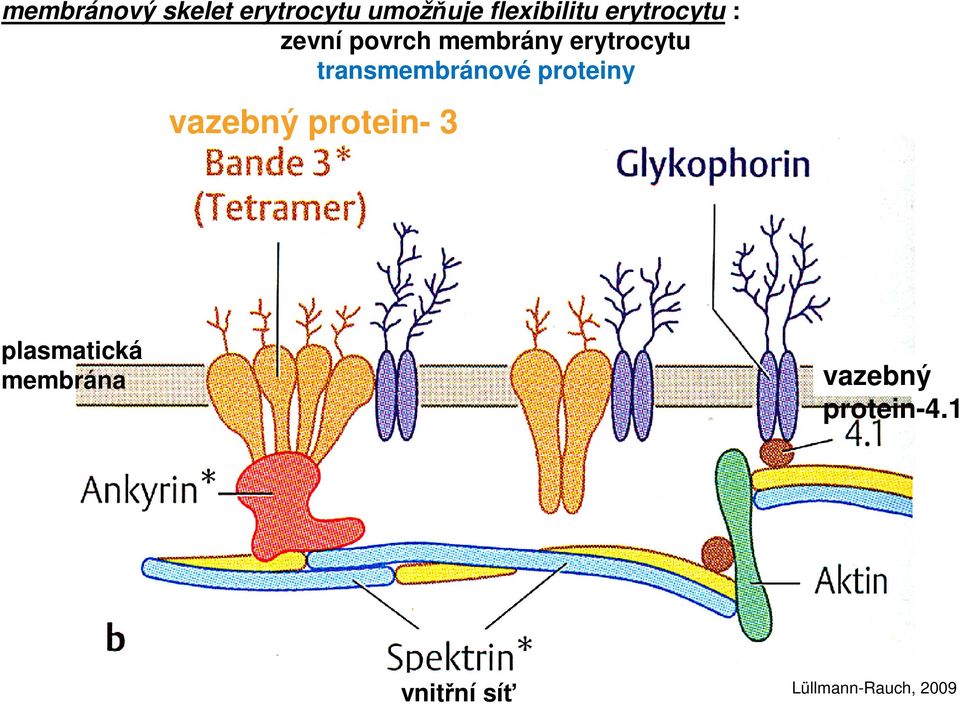 transmembránové proteiny vazebný protein- 3 plasmatická