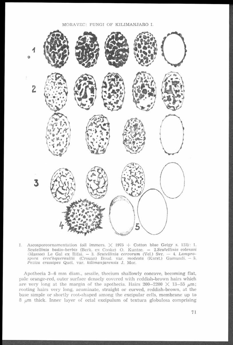 Scutellinia colensoi j (M assee) Le G al ex R ifai. 3. S cutellinia cervorum (Vel.) Svr. 4. L a m p ro spora crec h q ueraultii (C rouan) Boud. var. m odesta (K arst.) G am undi. 5.