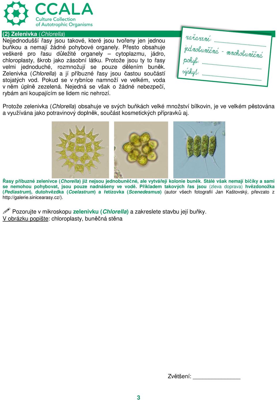 Zelenivka (Chlorella) a jí příbuzné řasy jsou častou součástí stojatých vod. Pokud se v rybníce namnoží ve velkém, voda v něm úplně zezelená.