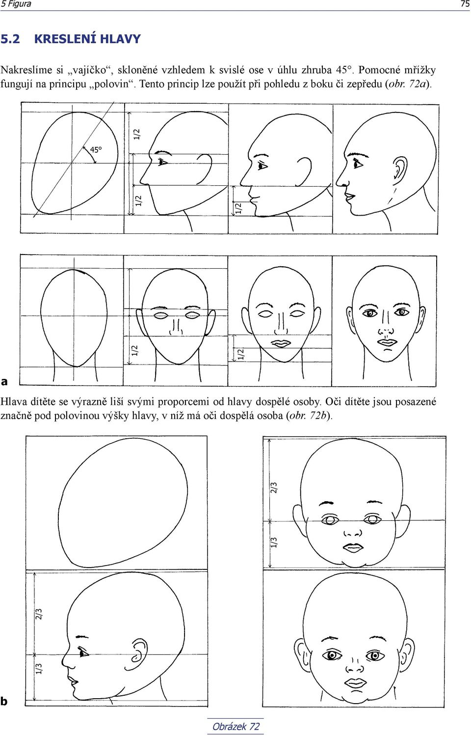 72a). 45 1/2 1/2 1/2 a Hlava dítěte se výrazně liší svými proporcemi od hlavy dospělé osoby.