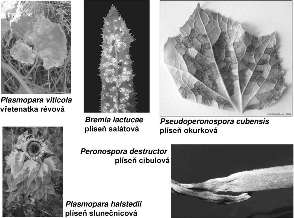 cubensis plíseň okurková Peronospora destructor