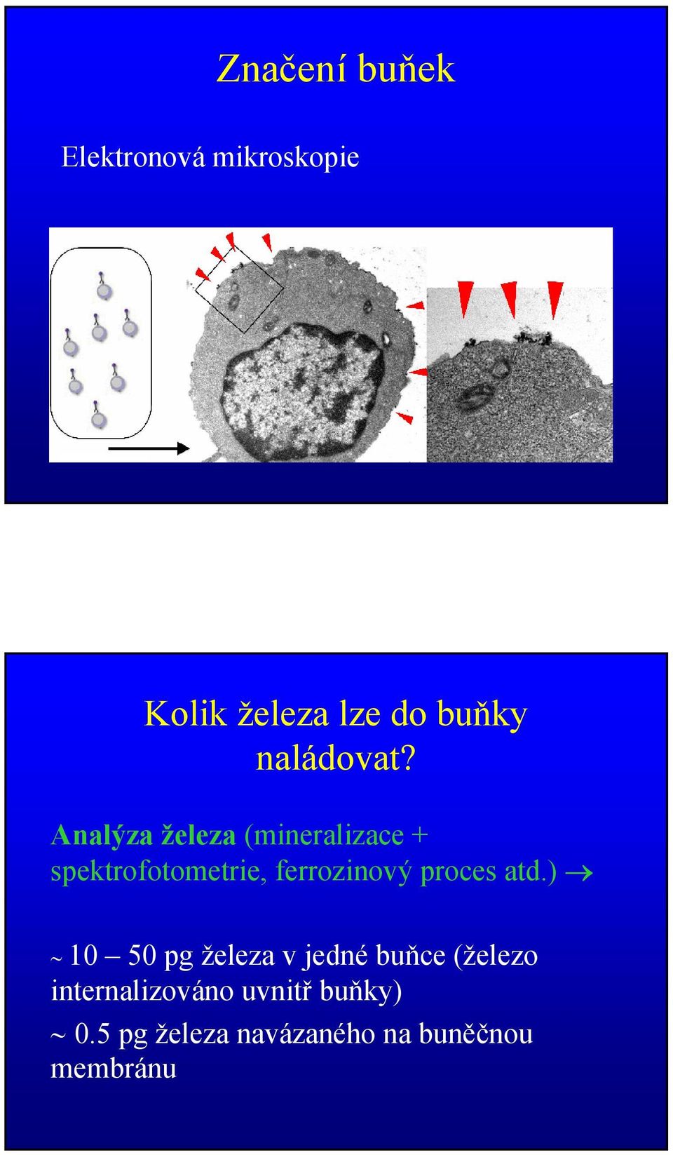 Analýza železa (mineralizace + spektrofotometrie, ferrozinový