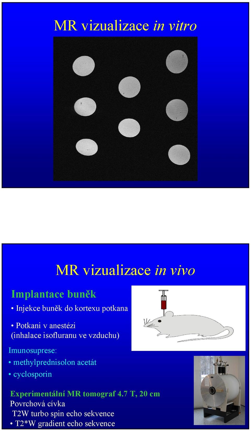methylprednisolon acetát cyclosporin MR vizualizace in vivo Experimentální MR