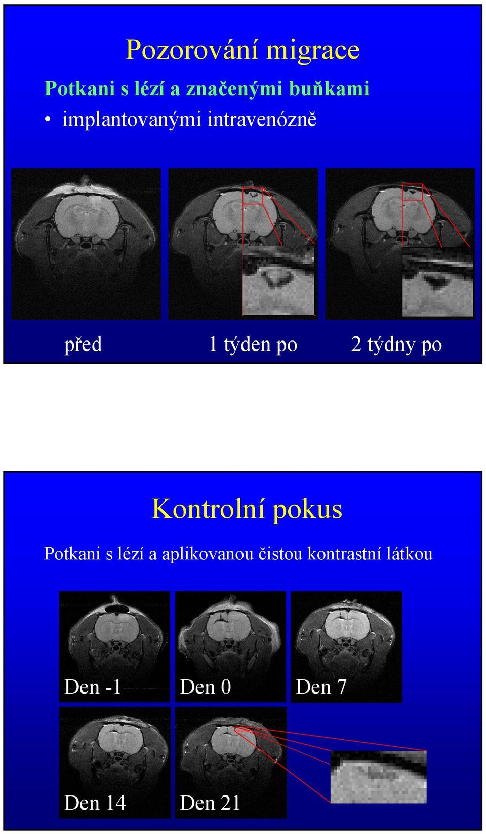 2 týdny po Kontrolní pokus Potkani s lézí a
