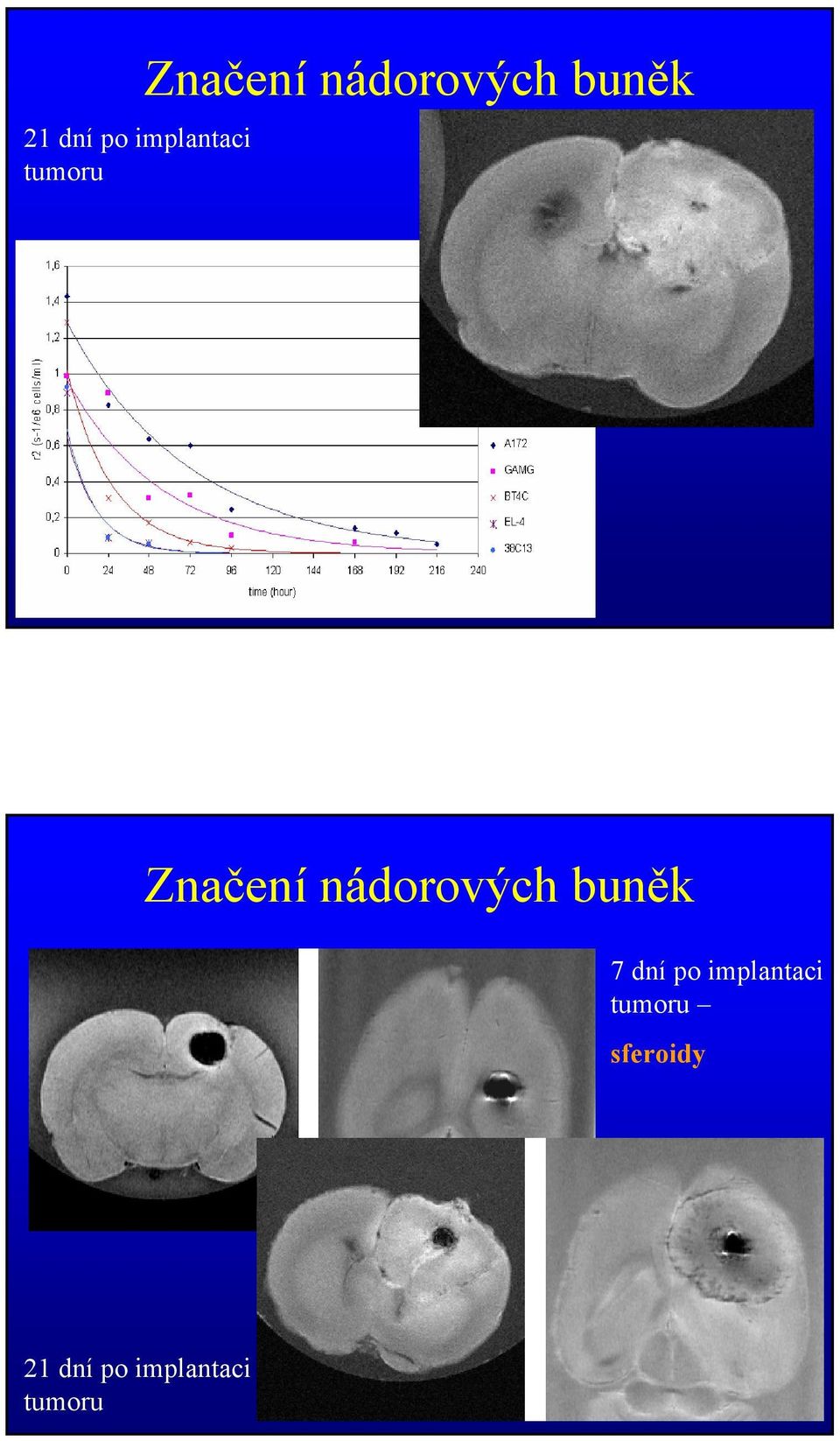 nádorových buněk 7 dní po