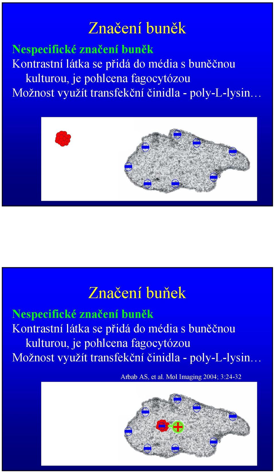 buňek Nespecifické značení buněk Kontrastní látka se přidá do média s buněčnou kulturou, je