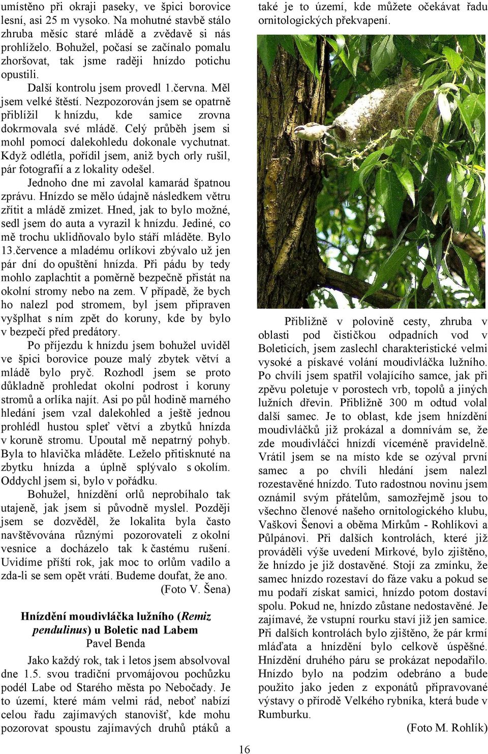Nezpozorován jsem se opatrně přiblížil k hnízdu, kde samice zrovna dokrmovala své mládě. Celý průběh jsem si mohl pomocí dalekohledu dokonale vychutnat.