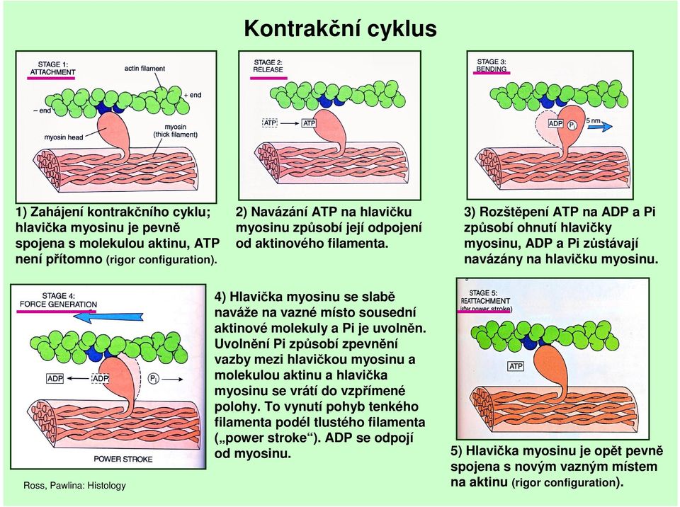 Ross, Pawlina: Histology 4) Hlavička myosinu se slabě naváže na vazné místo sousední aktinové molekuly a Pi je uvolněn.