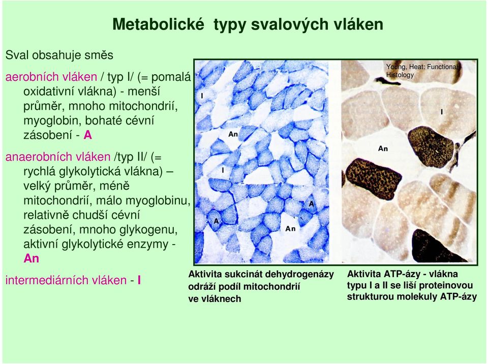 relativně chudší cévní zásobení, mnoho glykogenu, aktivní glykolytické enzymy - An intermediárních vláken - I Aktivita sukcinát dehydrogenázy