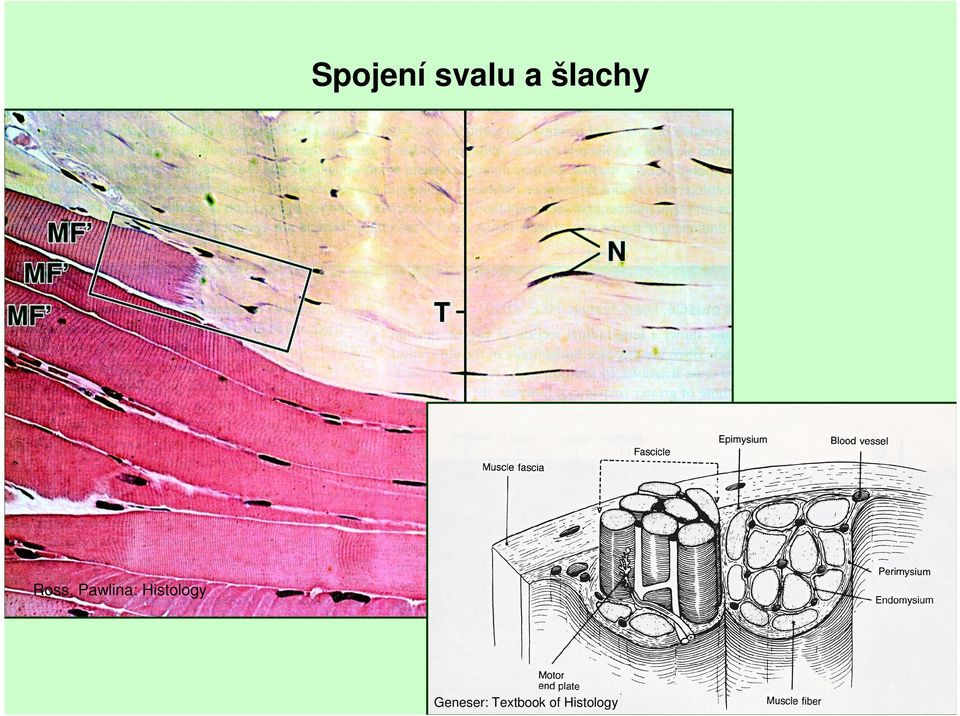 Pawlina: Histology