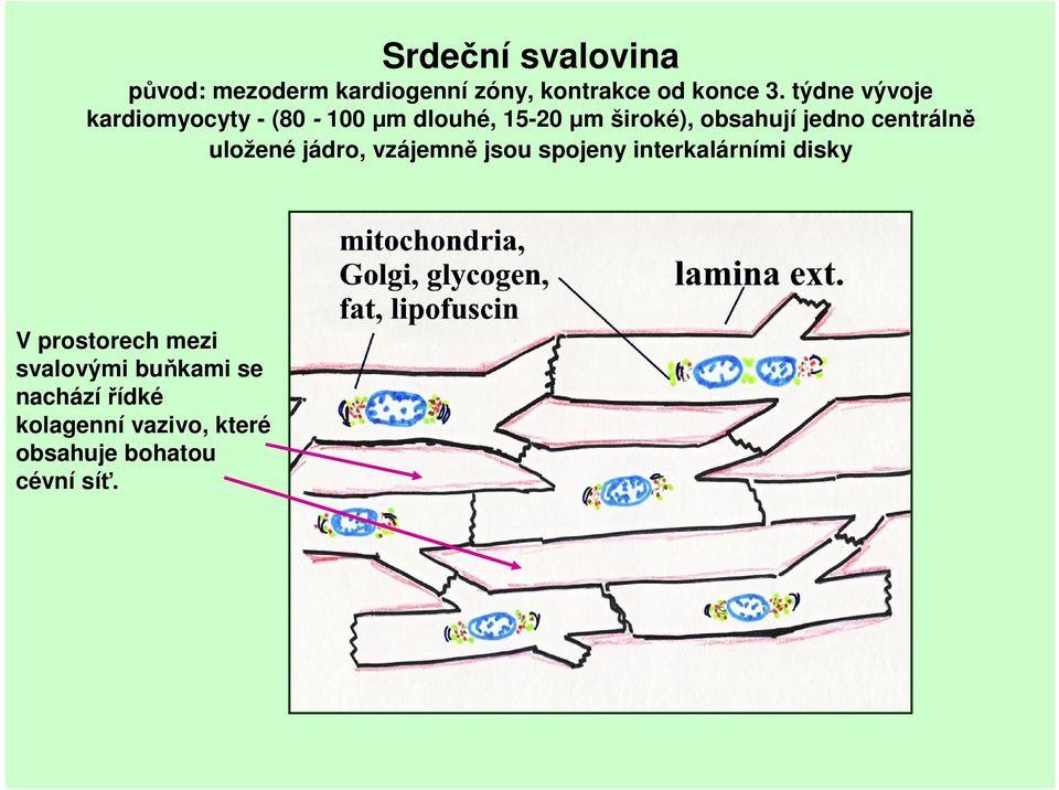 centrálně uložené jádro, vzájemně jsou spojeny interkalárními disky V prostorech