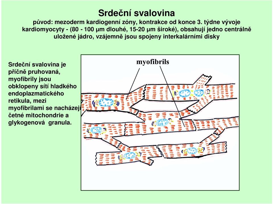 jádro, vzájemně jsou spojeny interkalárními disky Srdeční svalovina je příčně pruhovaná, myofibrily