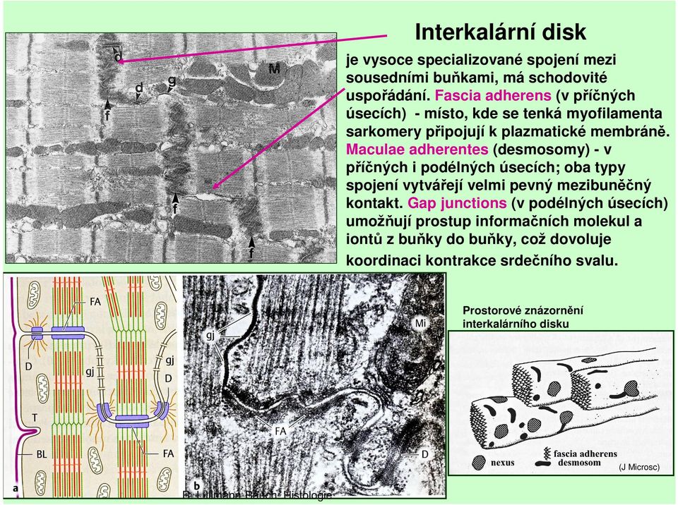 Maculae adherentes (desmosomy) - v příčných i podélných úsecích; oba typy spojení vytvářejí velmi pevný mezibuněčný kontakt.