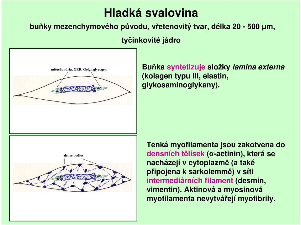 Tenká myofilamenta jsou zakotvena do densních tělísek (α-actinin), která se nacházejí v cytoplazmě (a také