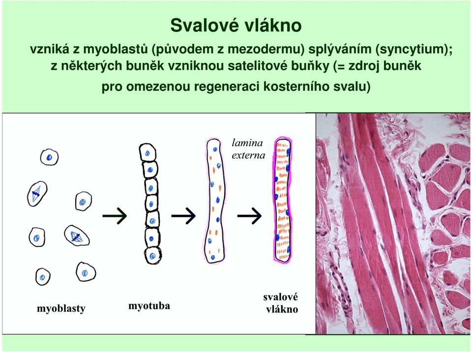 některých buněk vzniknou satelitové buňky (=