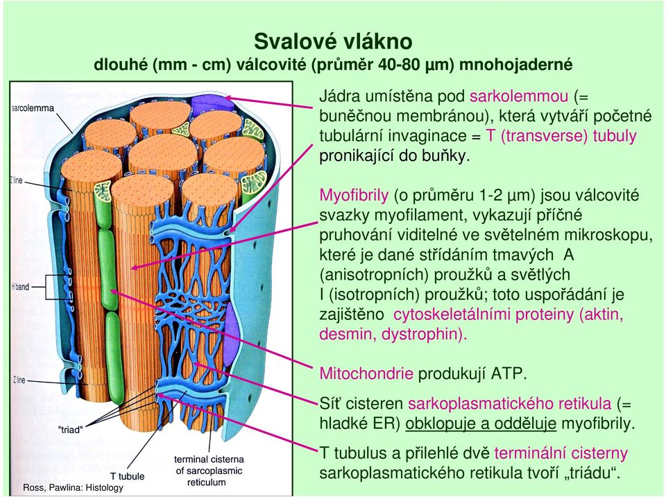 Myofibrily (o průměru 1-2 µm) jsou válcovité svazky myofilament, vykazují příčné pruhování viditelné ve světelném mikroskopu, které je dané střídáním tmavých A (anisotropních) proužků a