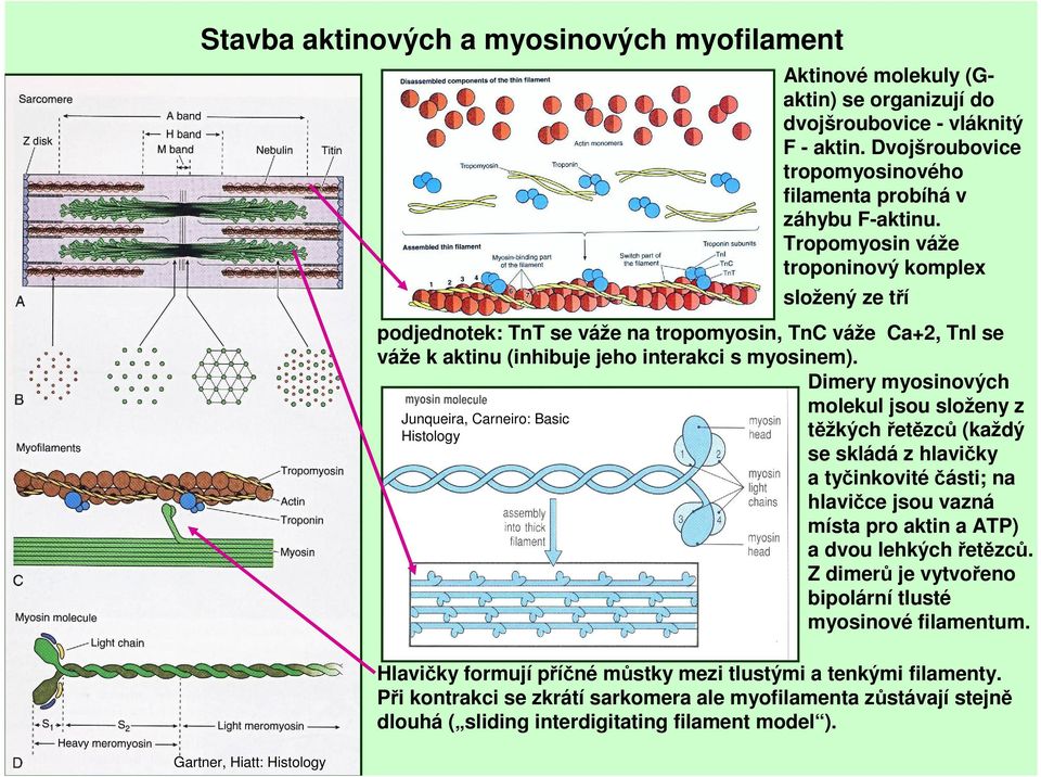 Tropomyosin váže troponinový komplex složený ze tří podjednotek: TnT se váže na tropomyosin, TnC váže Ca+2, TnI se váže k aktinu (inhibuje jeho interakci s myosinem).