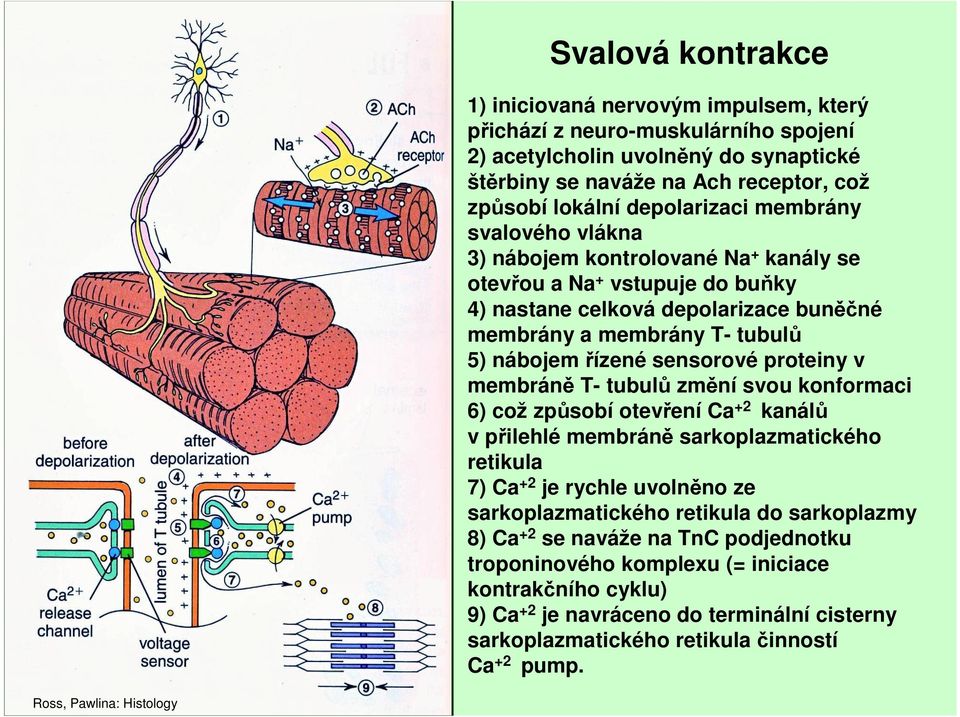 sensorové proteiny v membráně T- tubulů změní svou konformaci 6) což způsobí otevření Ca +2 kanálů v přilehlé membráně sarkoplazmatického retikula 7) Ca +2 je rychle uvolněno ze sarkoplazmatického