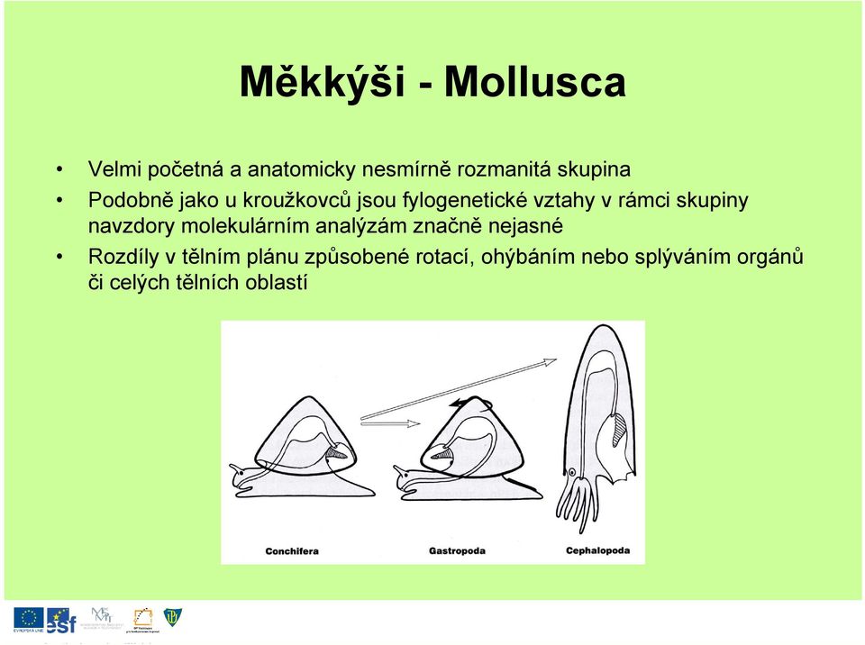 molekulárním analýzám značně nejasné Rozdíly v tělním plánu