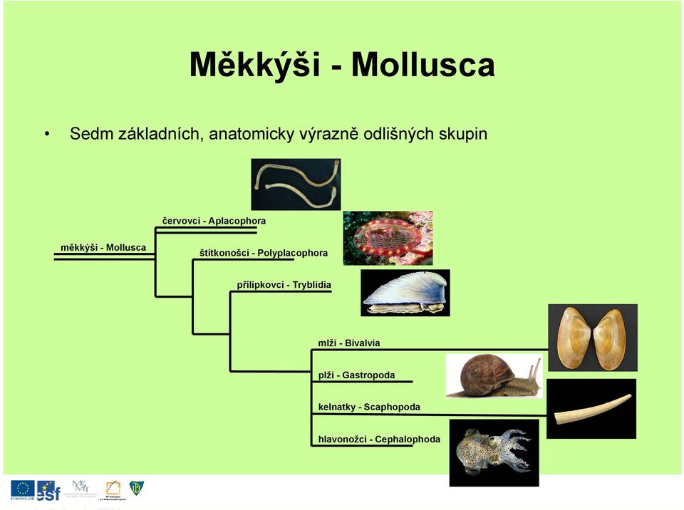 Polyplacophora přílipkovci - Tryblidia mlži - Bivalvia