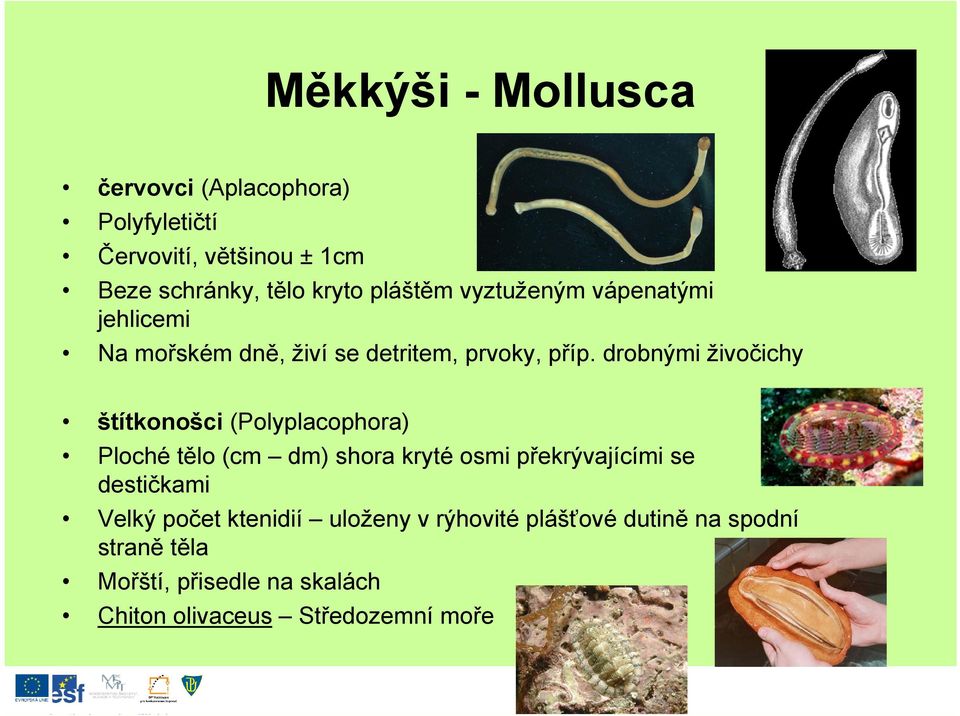 drobnými živočichy štítkonošci (Polyplacophora) Ploché tělo (cm dm) shora kryté osmi překrývajícími se