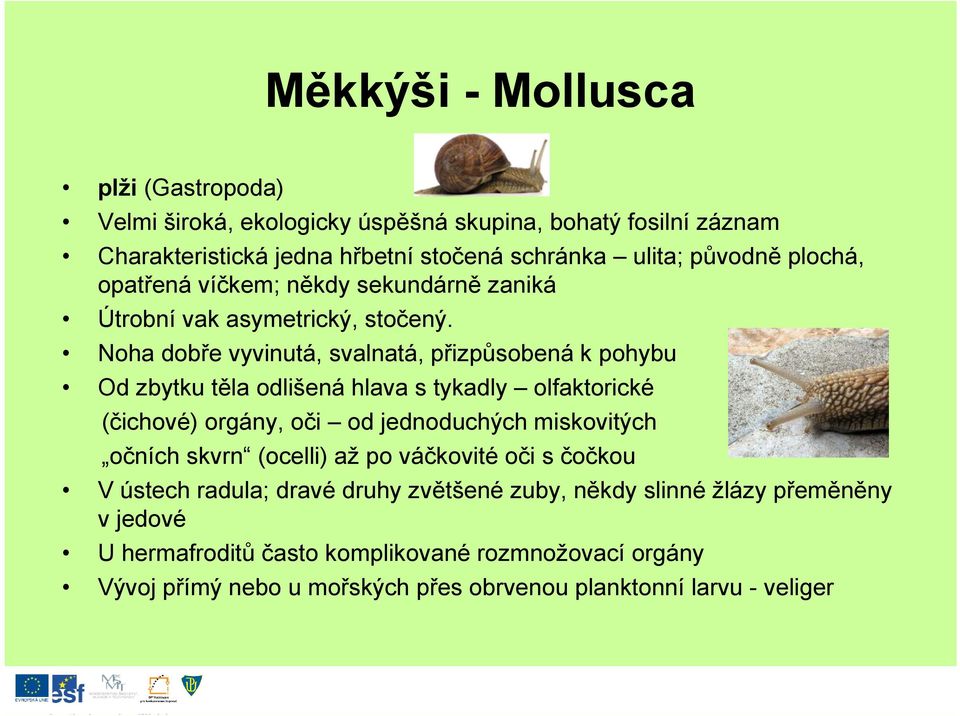 Noha dobře vyvinutá, svalnatá, přizpůsobená k pohybu Od zbytku těla odlišená hlava s tykadly olfaktorické (čichové) orgány, oči od jednoduchých miskovitých