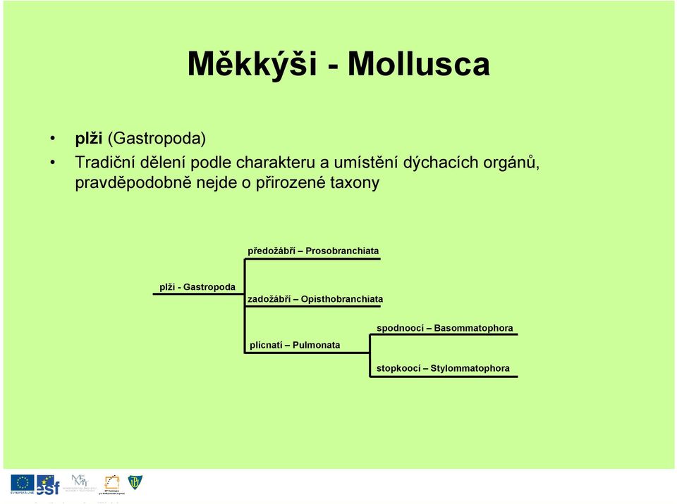 předožábří Prosobranchiata plži - Gastropoda zadožábří