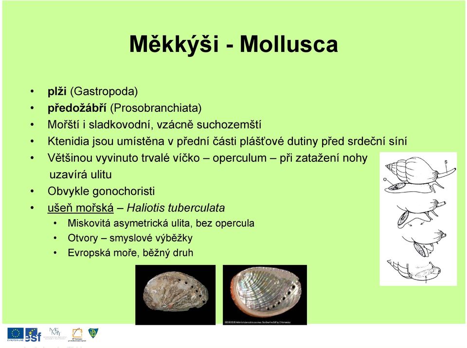 trvalé víčko operculum při zatažení nohy uzavírá ulitu Obvykle gonochoristi ušeň mořská