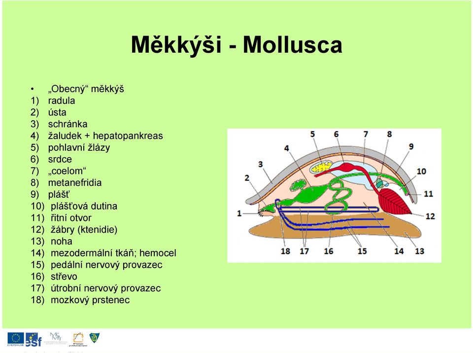 11) řitní otvor 12) žábry (ktenidie) 13) noha 14) mezodermální tkáň; hemocel